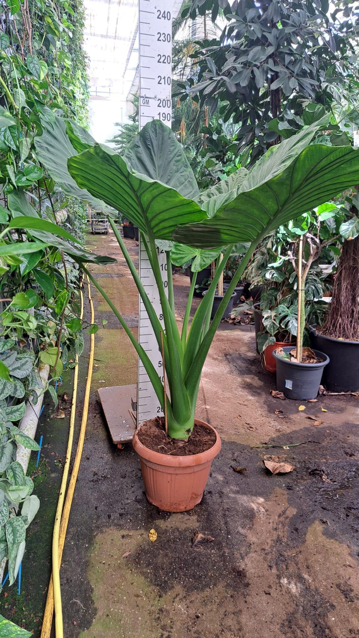 Горшечные цветы и растения оптом Alocasia Macrorhiza Xxl от 1шт (для телеги) из Голландии с доставкой по России