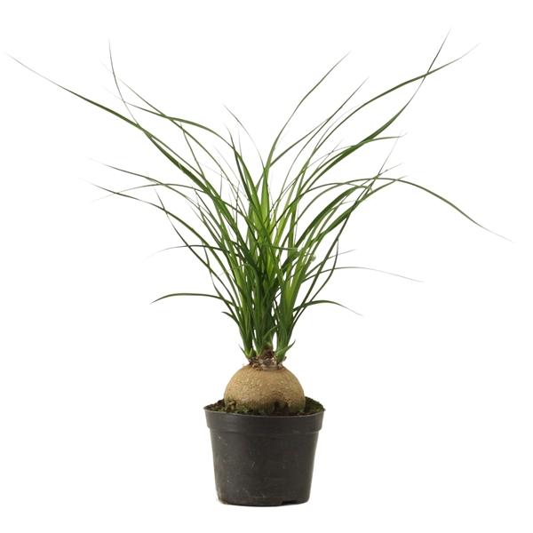 Горшечные цветы и растения оптом Beaucarnea Bol от 18шт (для телеги) из Голландии с доставкой по России