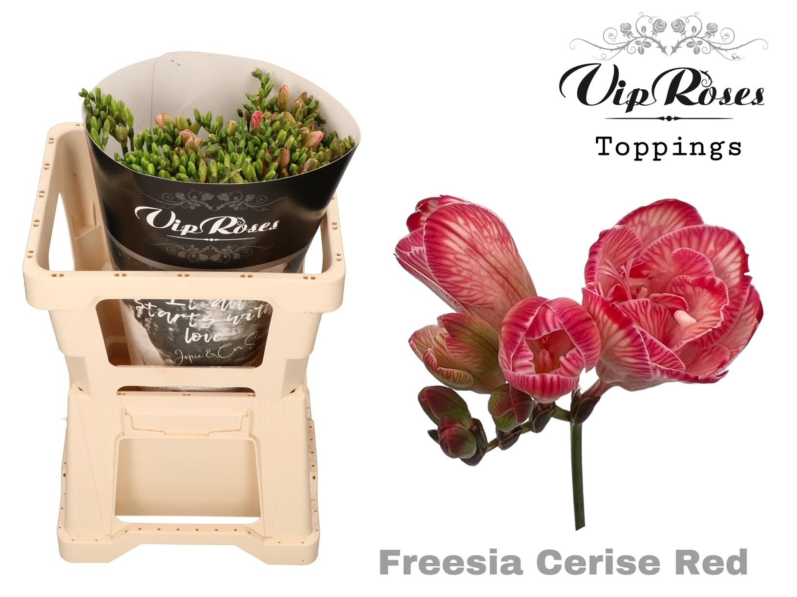 Срезанные цветы оптом Freesia do paint cerise red от 50шт из Голландии с доставкой по России
