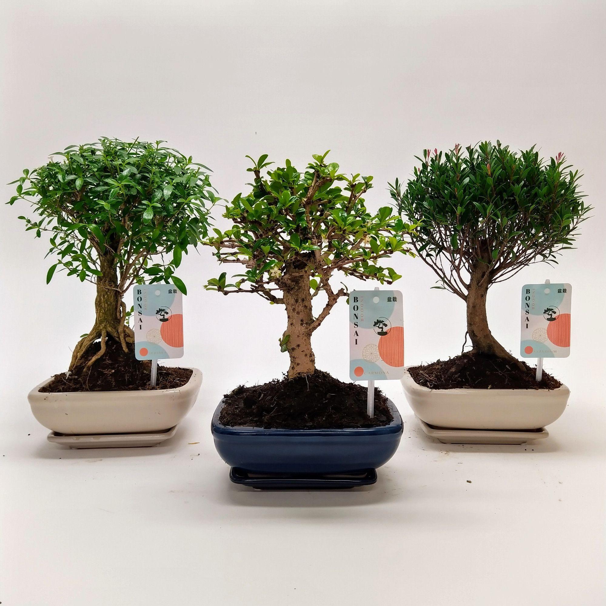 Горшечные цветы и растения оптом Bonsai Mix Traditional Ball от 7шт из Голландии с доставкой по России