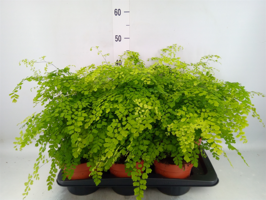 Горшечные цветы и растения оптом Adiantum Fragrans от 6шт из Голландии с доставкой по России