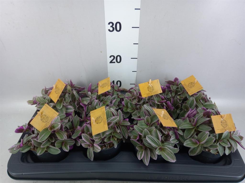 Горшечные цветы и растения оптом Tradescantia Cerinth. sweetness от 8шт из Голландии с доставкой по России