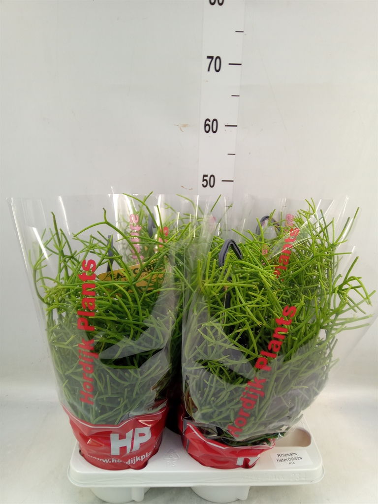 Горшечные цветы и растения оптом Rhipsalis Heteroclada от 4шт из Голландии с доставкой по России