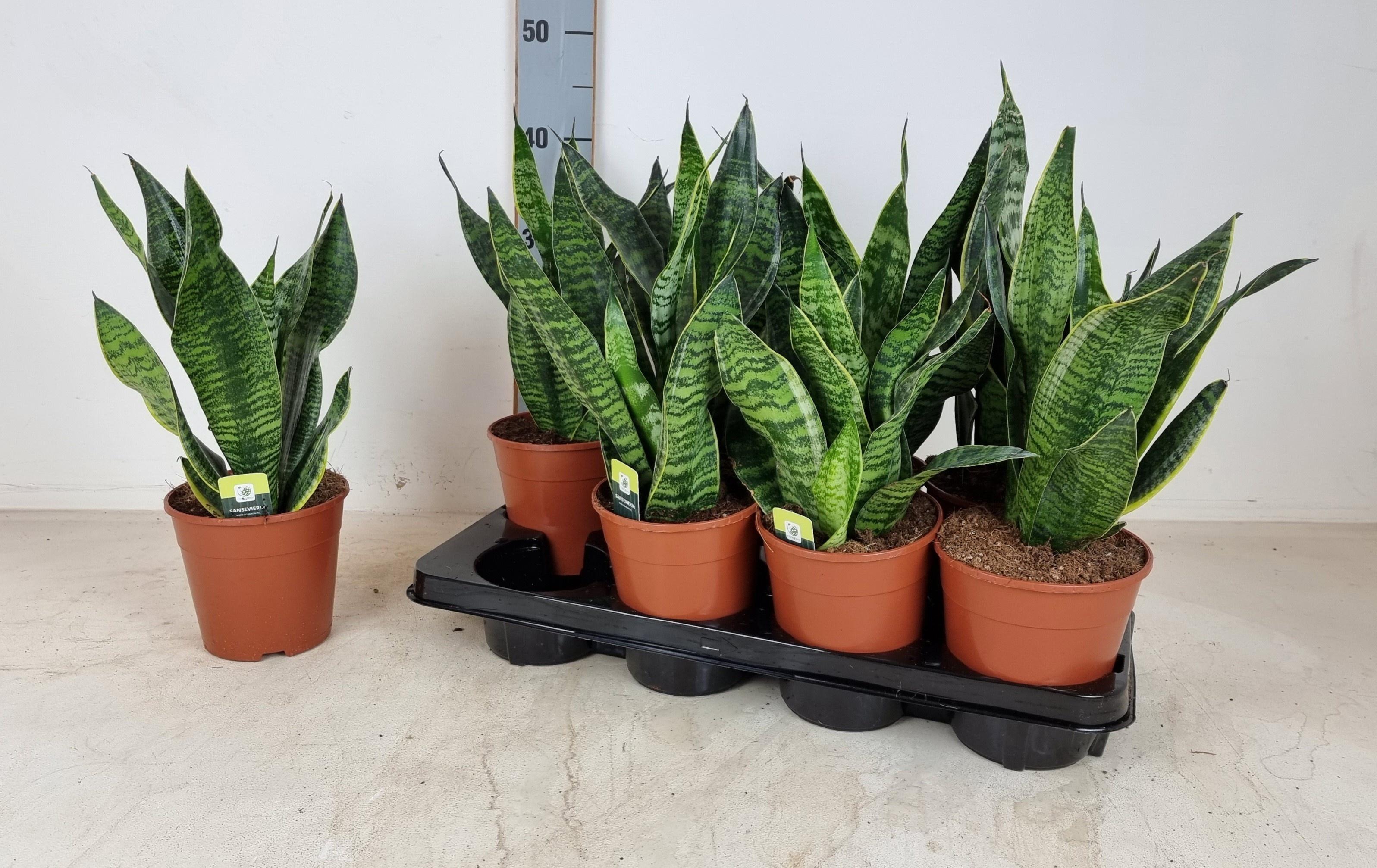 Горшечные цветы и растения оптом Sansev Hahnii от 8шт из Голландии с доставкой по России