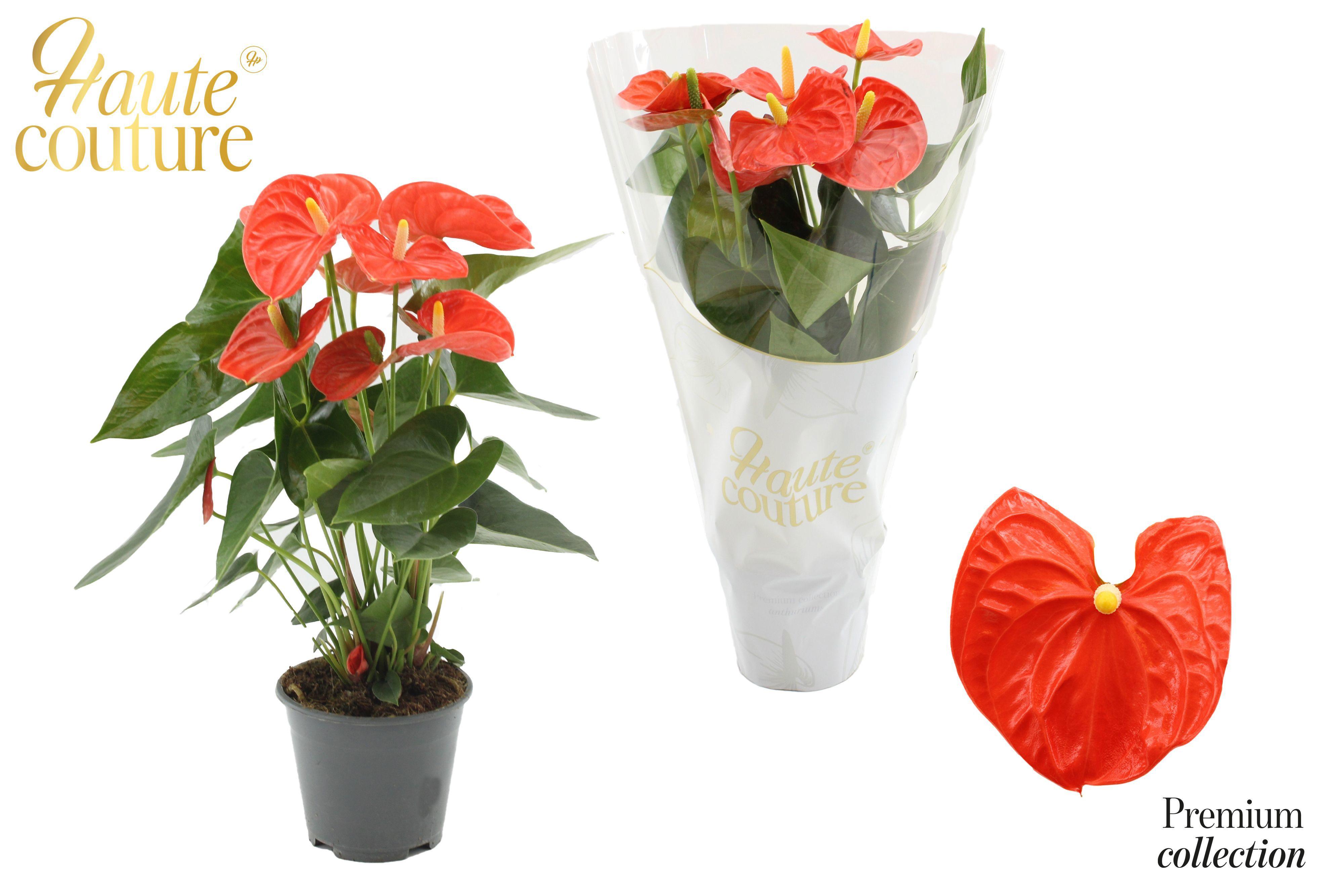 Горшечные цветы и растения оптом Anth An Sierra Orange 5+ Haute Couture Sle от 7шт из Голландии с доставкой по России