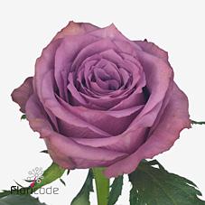 Срезанные цветы оптом Rosa large new orleans от 220шт из Голландии с доставкой по России