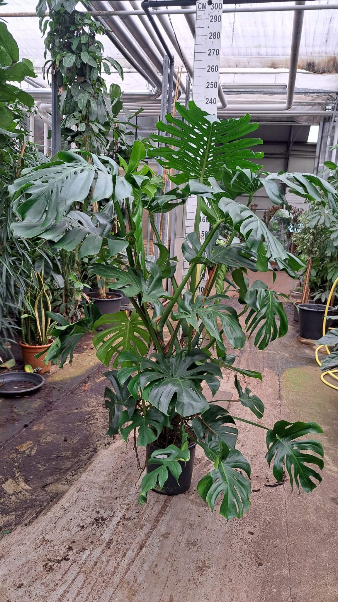 Горшечные цветы и растения оптом Monstera Xxl 200 от 1шт из Голландии с доставкой по России