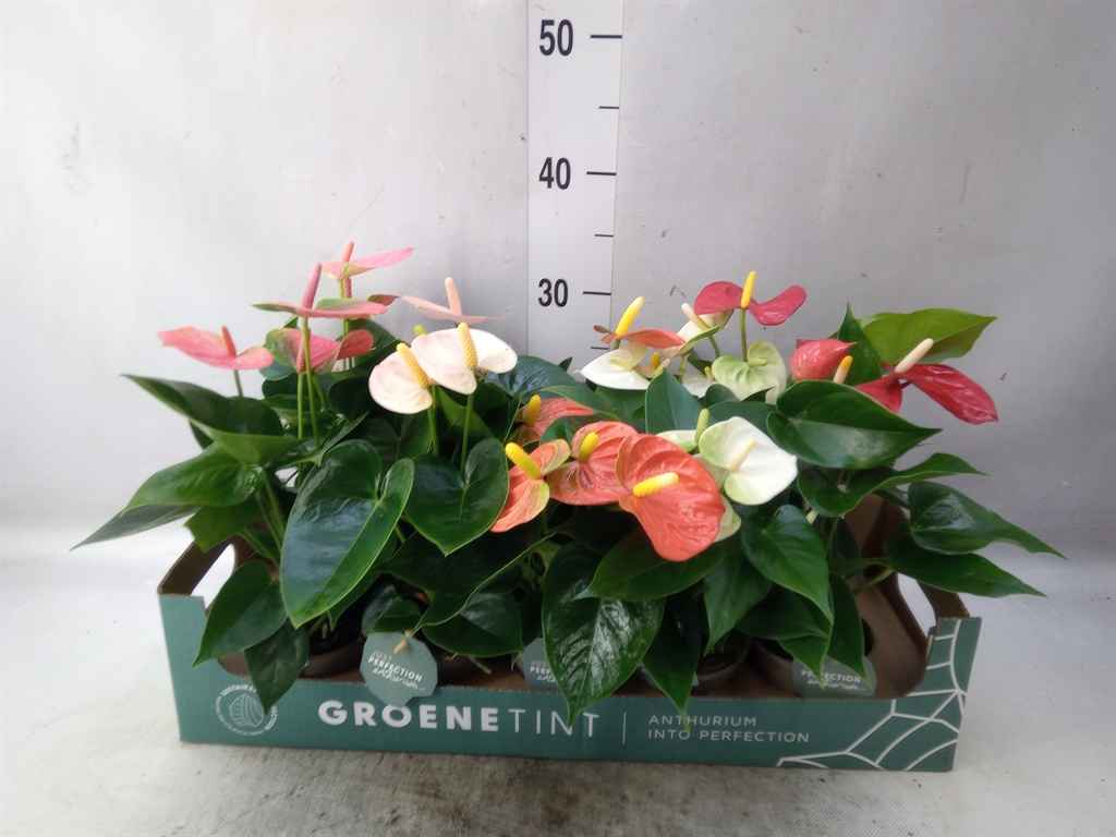 Горшечные цветы и растения оптом Anthurium   ...mix 4 от 10шт из Голландии с доставкой по России