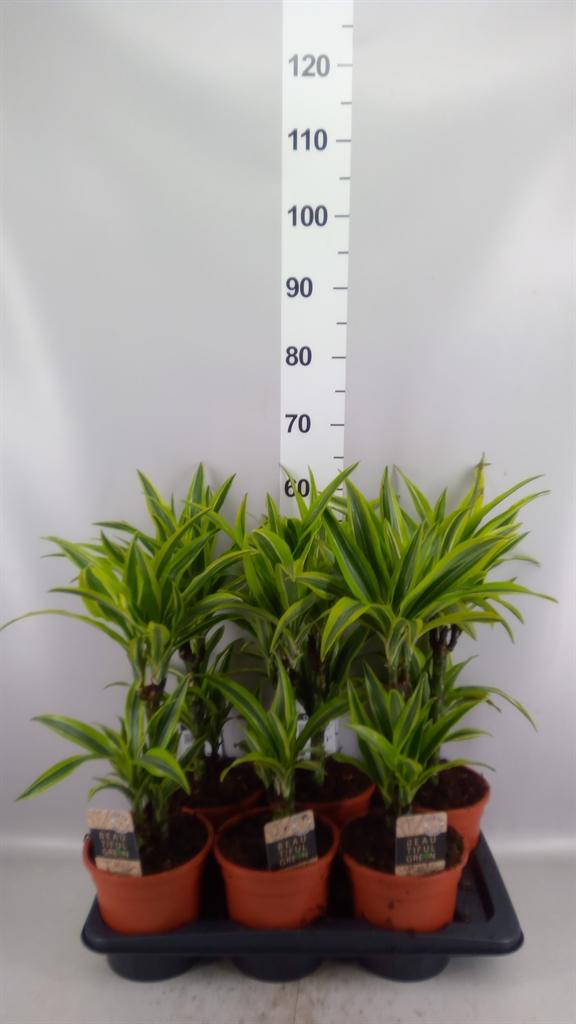 Горшечные цветы и растения оптом Dracaena Fr De lemonlime от 6шт из Голландии с доставкой по России