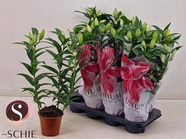 Горшечные цветы и растения оптом Lil Or Oxygen от 8шт из Голландии с доставкой по России