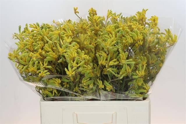 Срезанные цветы оптом Anigozanthos bush down от 80шт из Голландии с доставкой по России