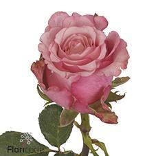 Срезанные цветы оптом Rosa large ramondo от 50шт из Голландии с доставкой по России