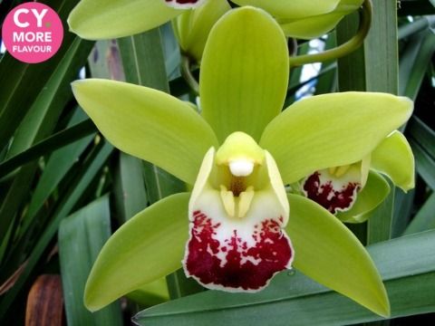 Срезанные цветы оптом Minicymbidium green coronado от 6шт из Голландии с доставкой по России