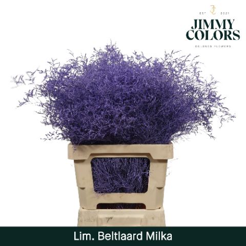 Срезанные цветы оптом Limonium beltlaard paint milka от 25шт из Голландии с доставкой по России