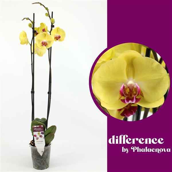 Горшечные цветы и растения оптом Phal 2st New Fuller Sunset 14+ (phalaenova) от 10шт из Голландии с доставкой по России