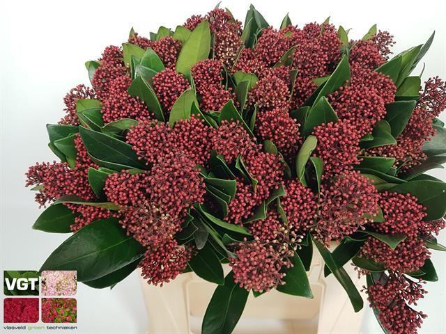Срезанные цветы оптом Skimmia rubella per bunch extra от 10шт из Голландии с доставкой по России