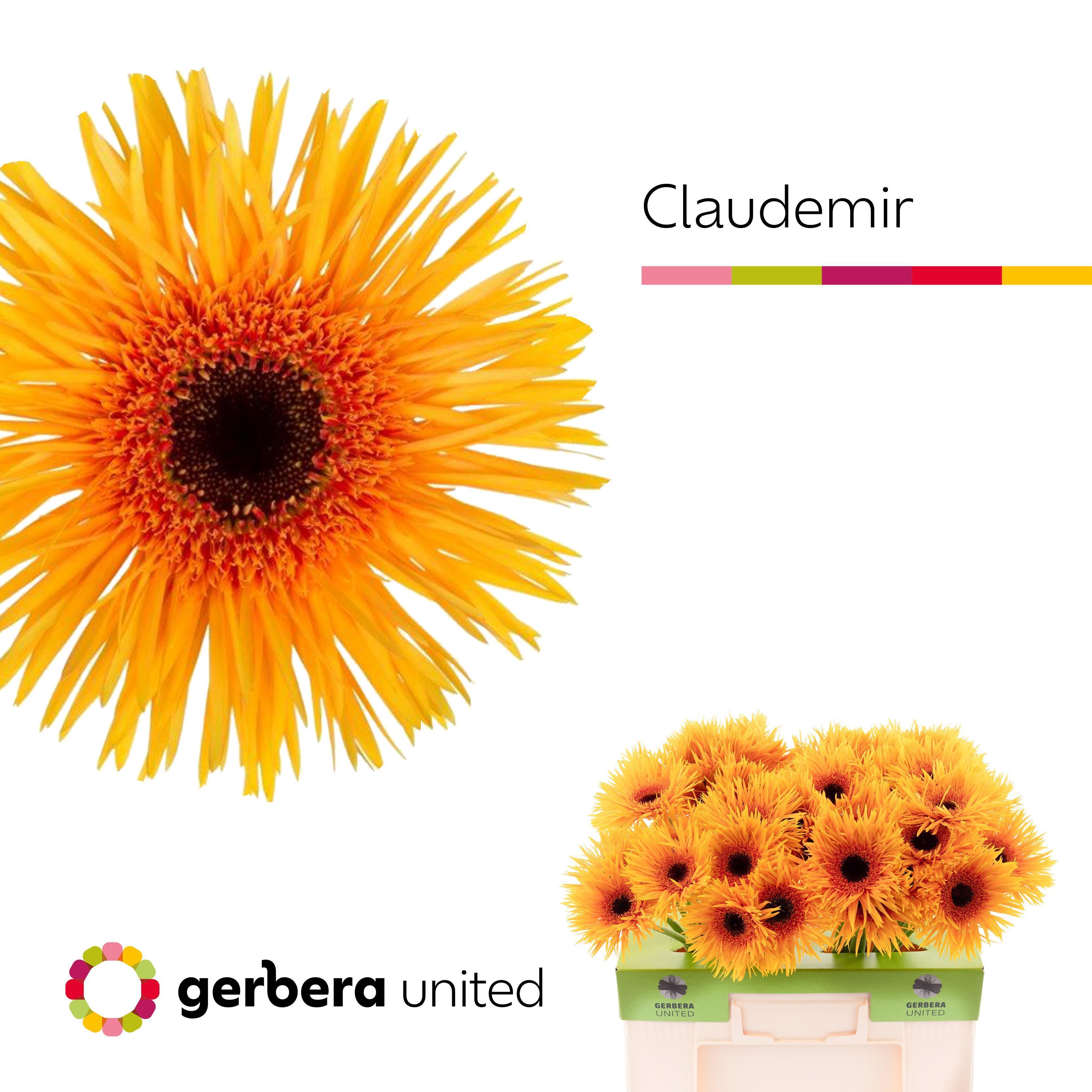 Срезанные цветы оптом Gerbera claudemir от 40шт. из Голландии с доставкой по России