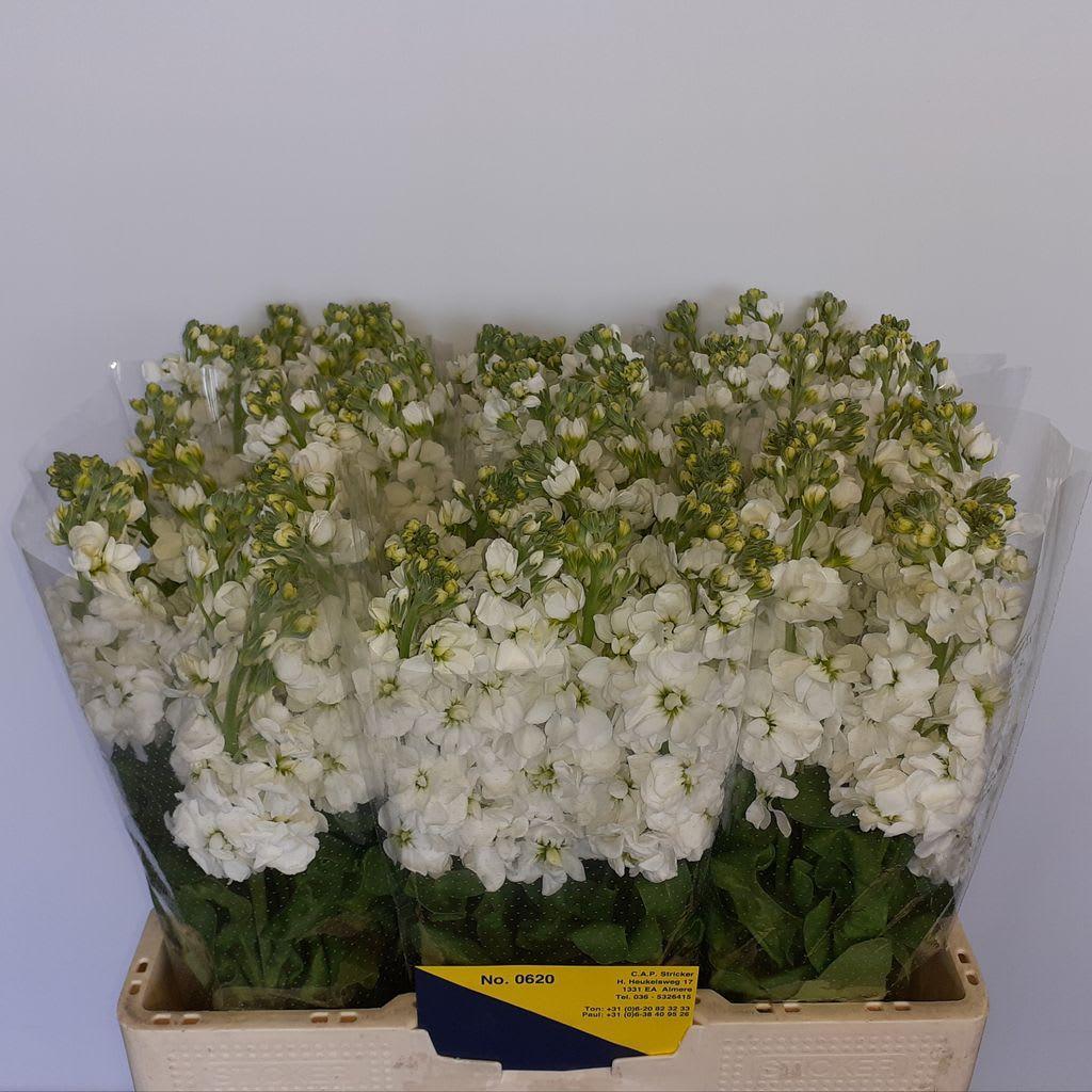 Срезанные цветы оптом Matthiola white от 60шт из Голландии с доставкой по России
