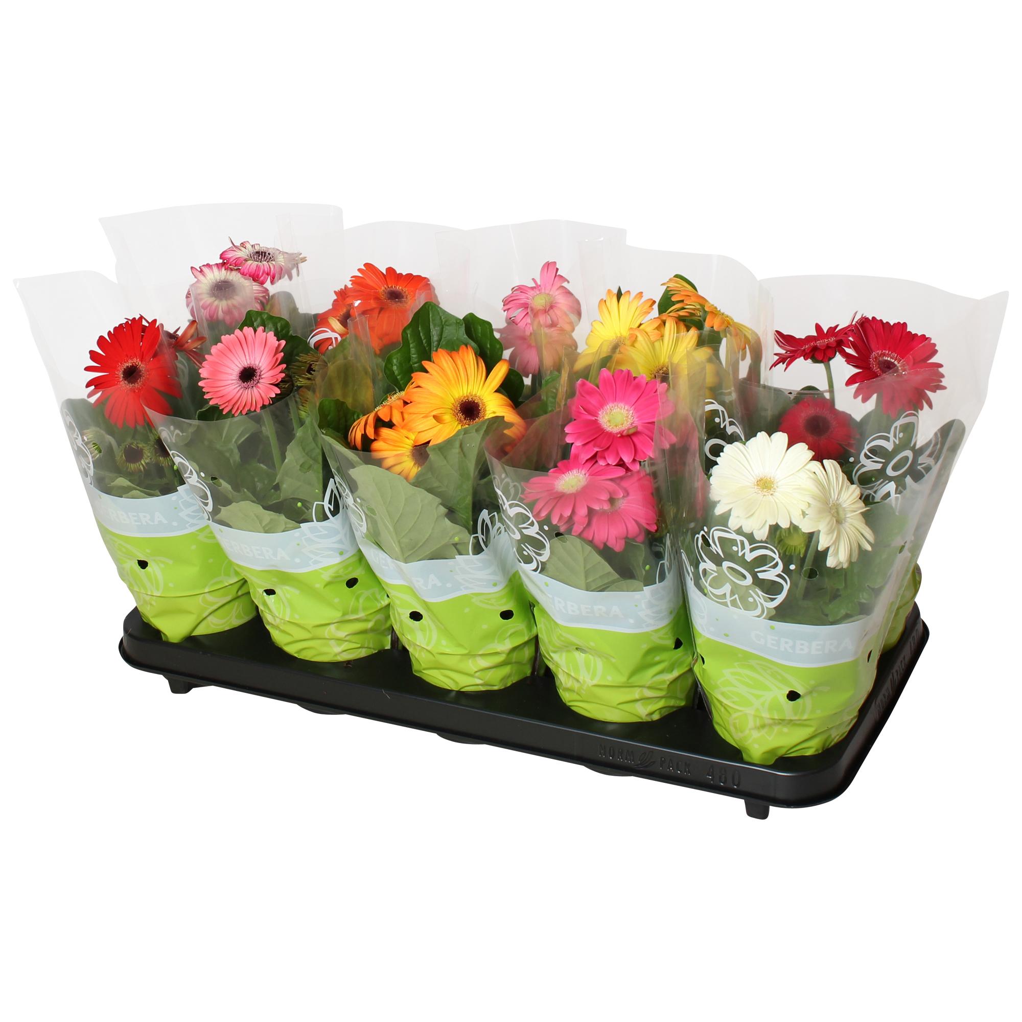 Горшечные цветы и растения оптом Gerbera Basic Mix 2+ от 10шт (для телеги) из Голландии с доставкой по России