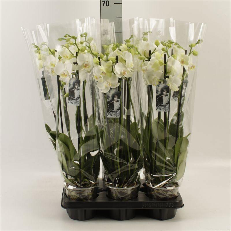 Горшечные цветы и растения оптом Phalaenopsis ...white A от 6шт из Голландии с доставкой по России