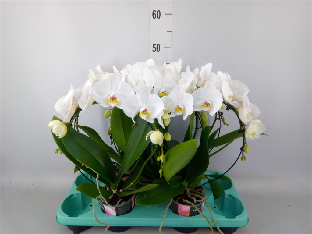 Горшечные цветы и растения оптом Phalaenopsis   ... от 5шт из Голландии с доставкой по России
