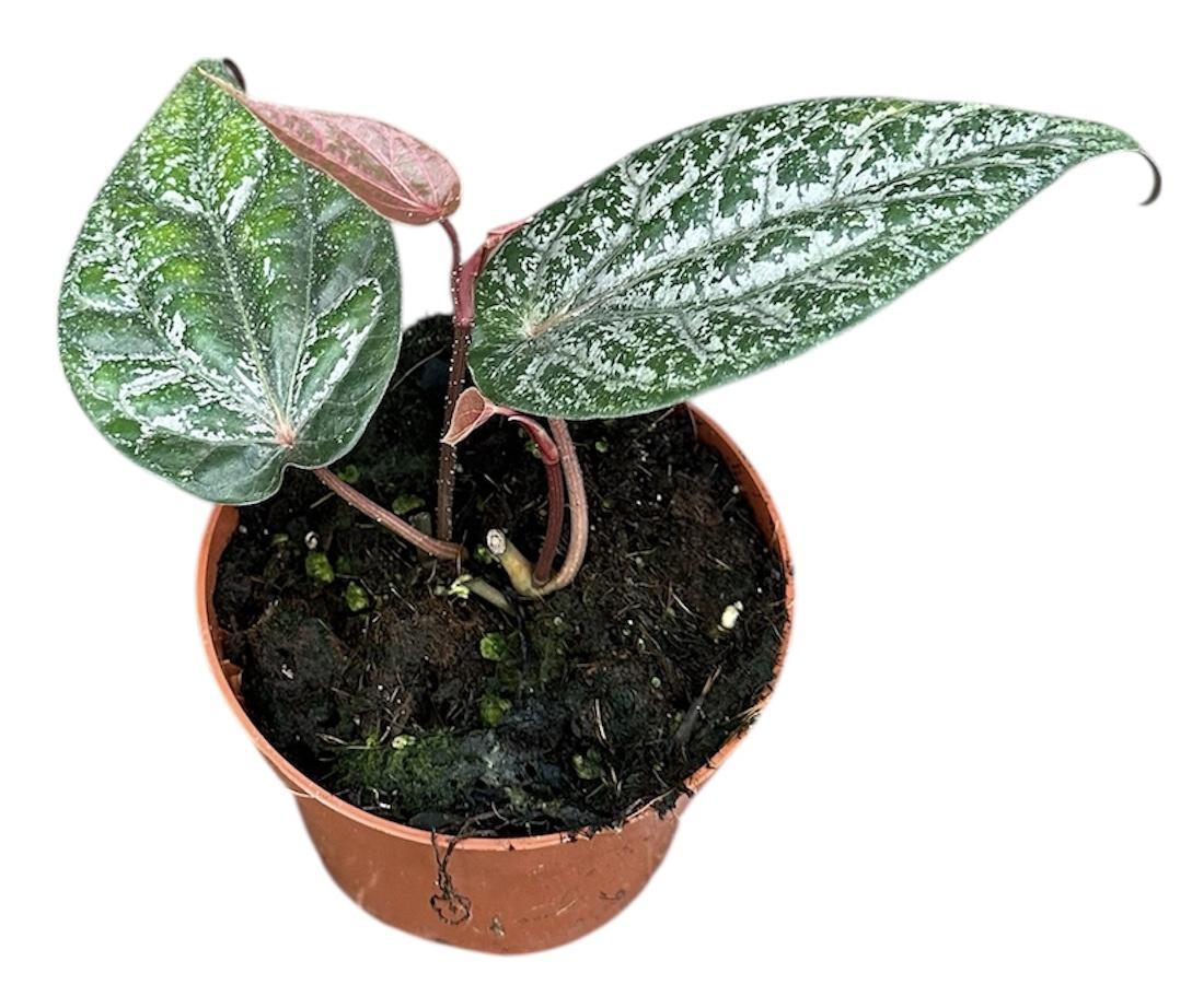 Горшечные цветы и растения оптом Amydrium Silver Blue от 1шт из Голландии с доставкой по России