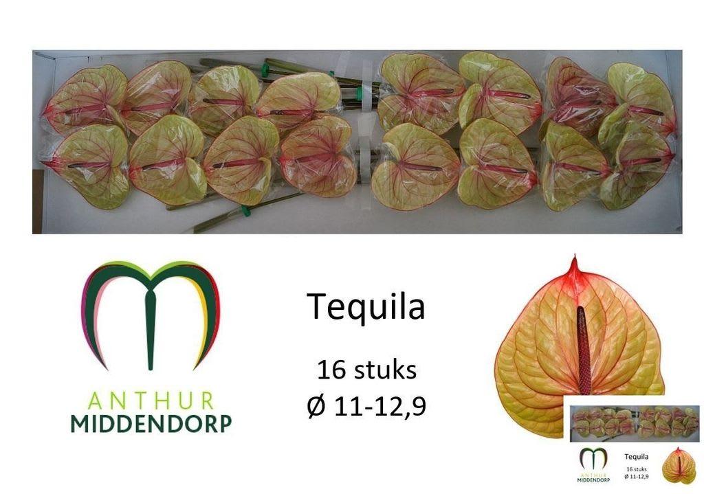 Срезанные цветы оптом Anthurium tequila от 16шт из Голландии с доставкой по России