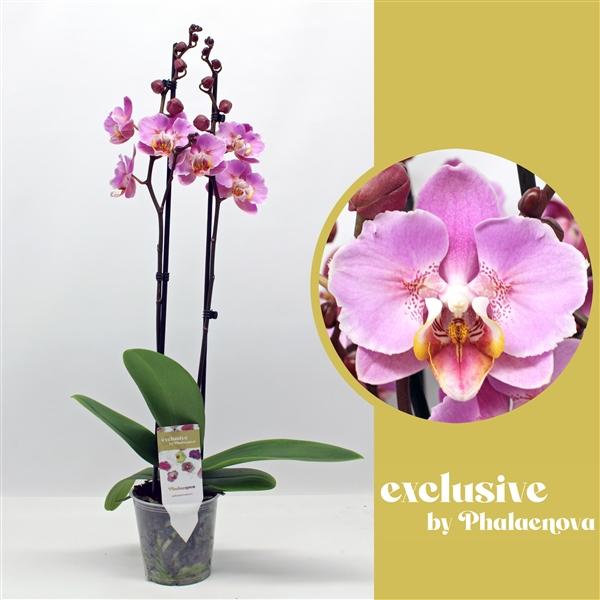 Горшечные цветы и растения оптом Phal 2st Each Blossom (phalaenova) от 10шт из Голландии с доставкой по России