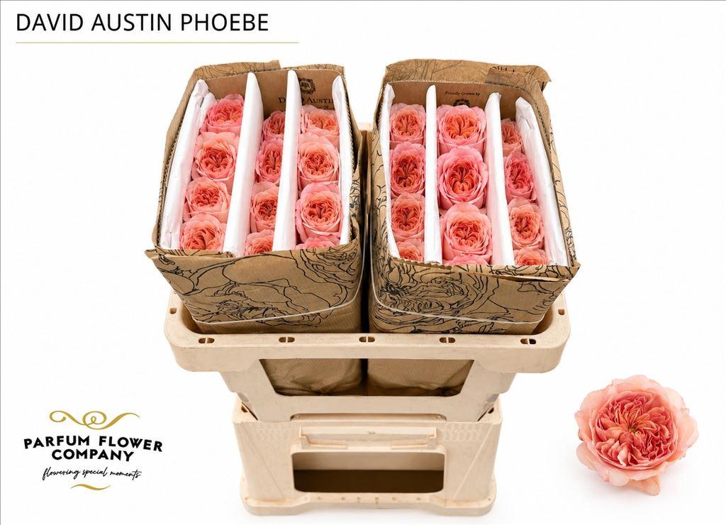 Срезанные цветы оптом Rosa large austin phoebe от 24шт из Голландии с доставкой по России