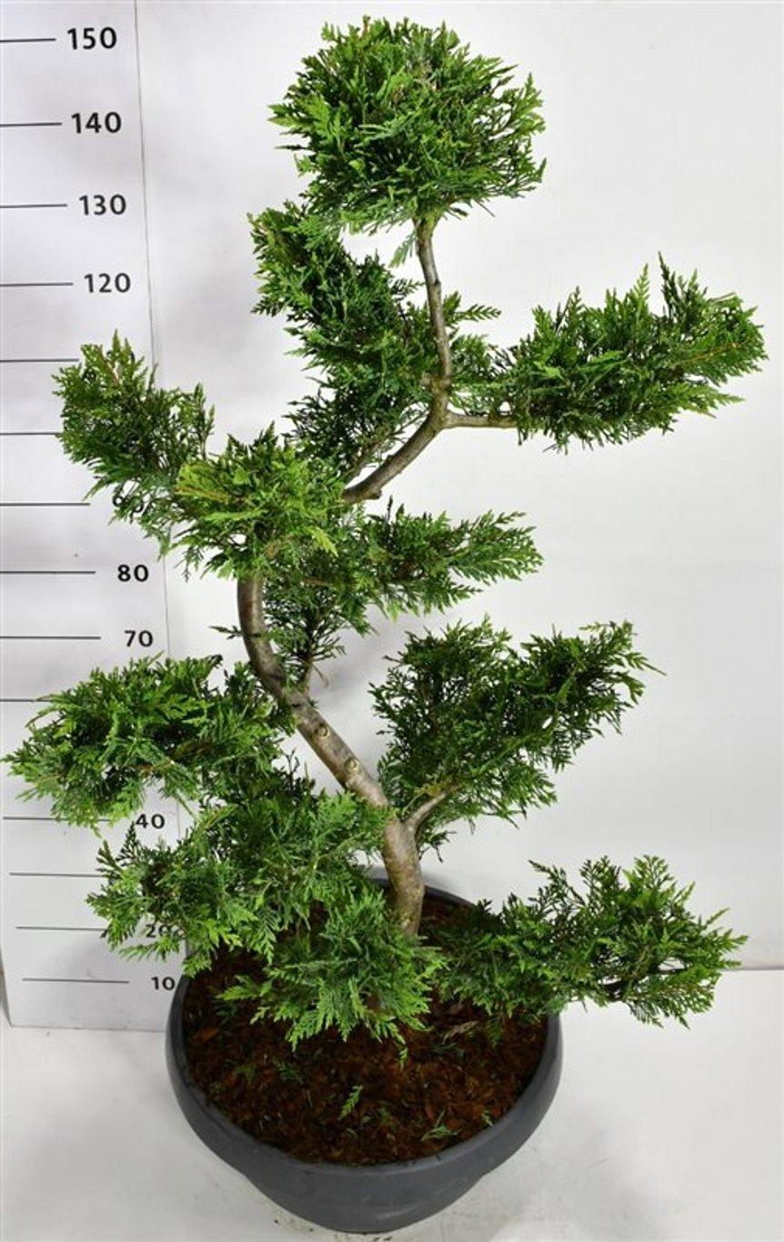 Горшечные цветы и растения оптом Cupressocyparis Leylandii от 1шт из Голландии с доставкой по России