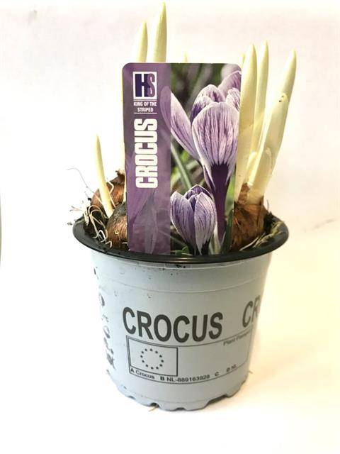 Горшечные цветы и растения оптом Crocus King Of The Striped от 18шт из Голландии с доставкой по России