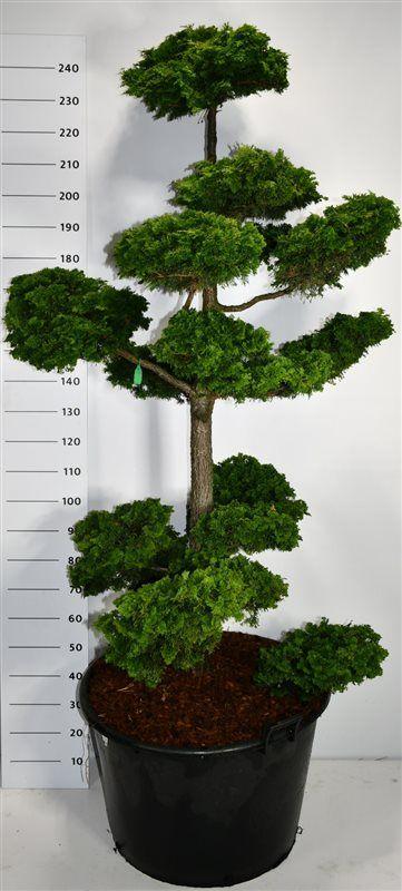 Горшечные цветы и растения оптом Chamaecyparis Obt Contorta от 1шт из Голландии с доставкой по России