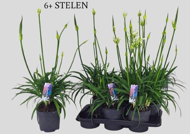 Горшечные цветы и растения оптом Agapa Pitchoun White от 6шт из Голландии с доставкой по России