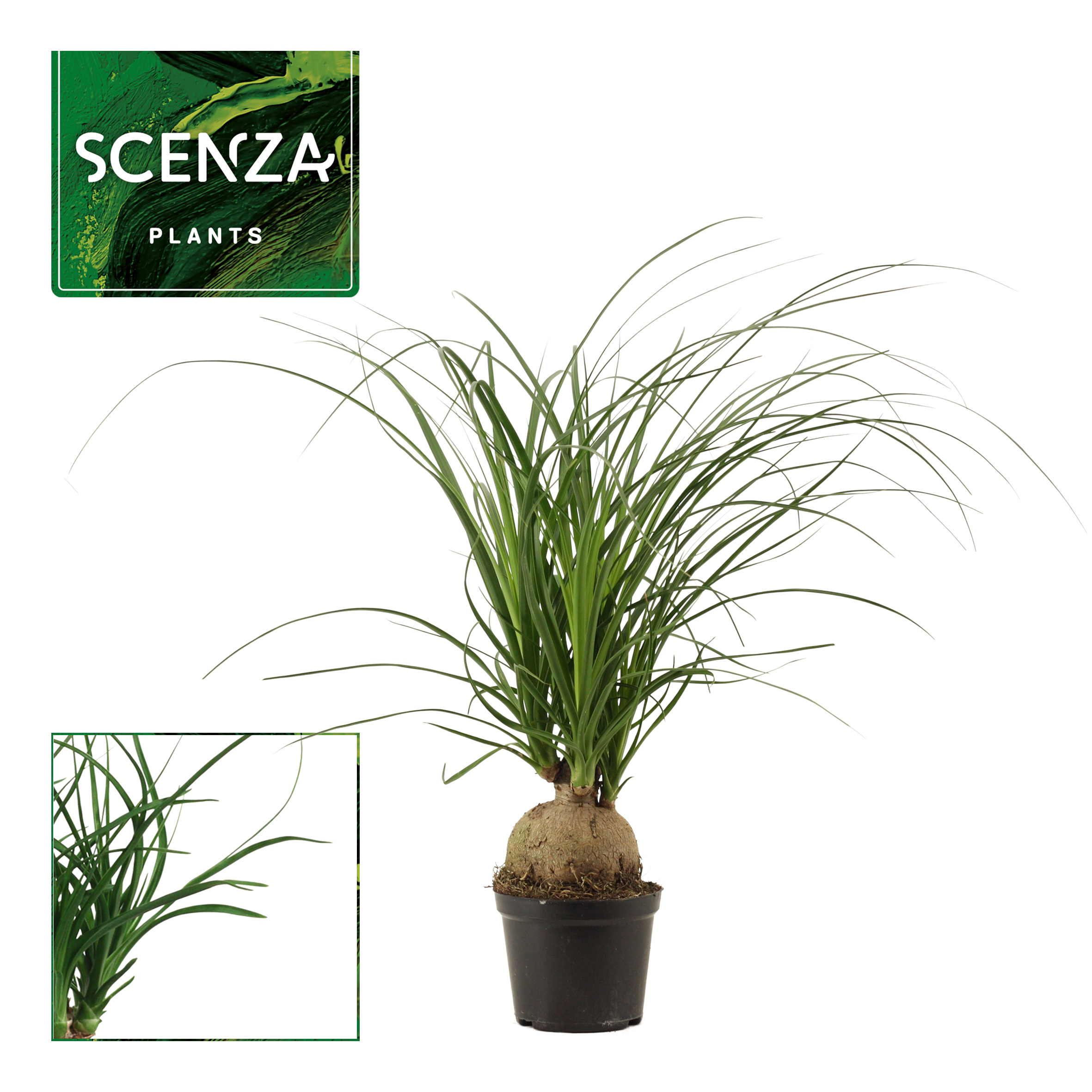 Горшечные цветы и растения оптом Beaucarnea Boll от 10шт из Голландии с доставкой по России