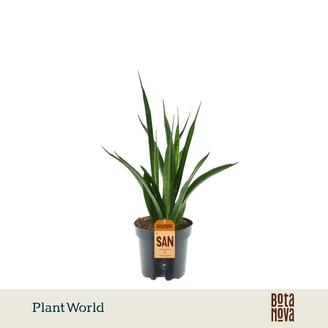 Горшечные цветы и растения оптом Sansevieria Kirkii Friends от 11шт из Голландии с доставкой по России