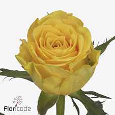 Срезанные цветы оптом Rosa la milou от 260шт из Голландии с доставкой по России