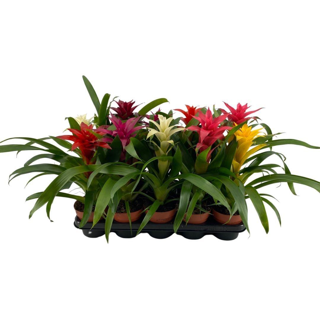 Горшечные цветы и растения оптом Guzmania Mix Compact от 10шт из Голландии с доставкой по России