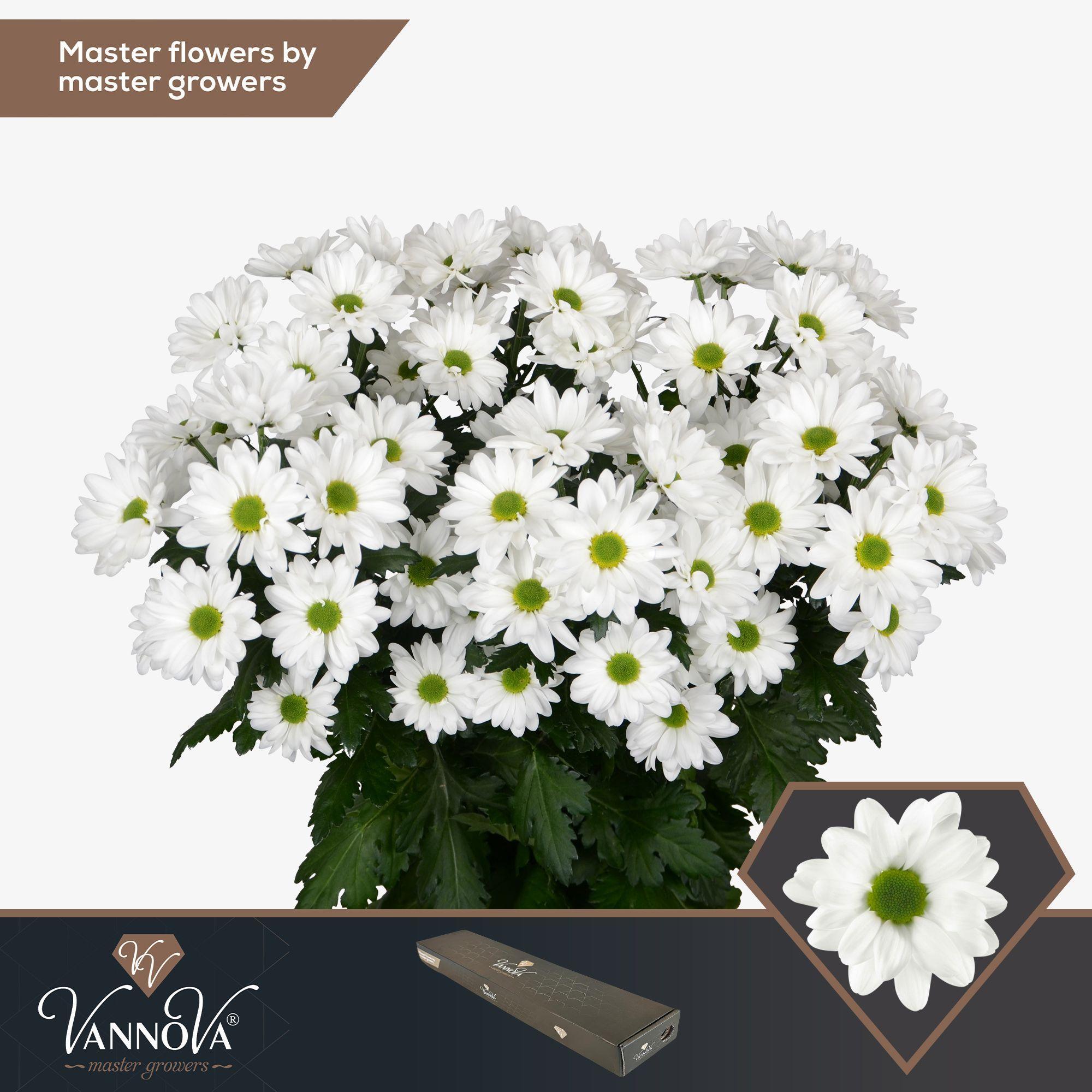 Срезанные цветы оптом Chrys sp chic от 20шт из Голландии с доставкой по России