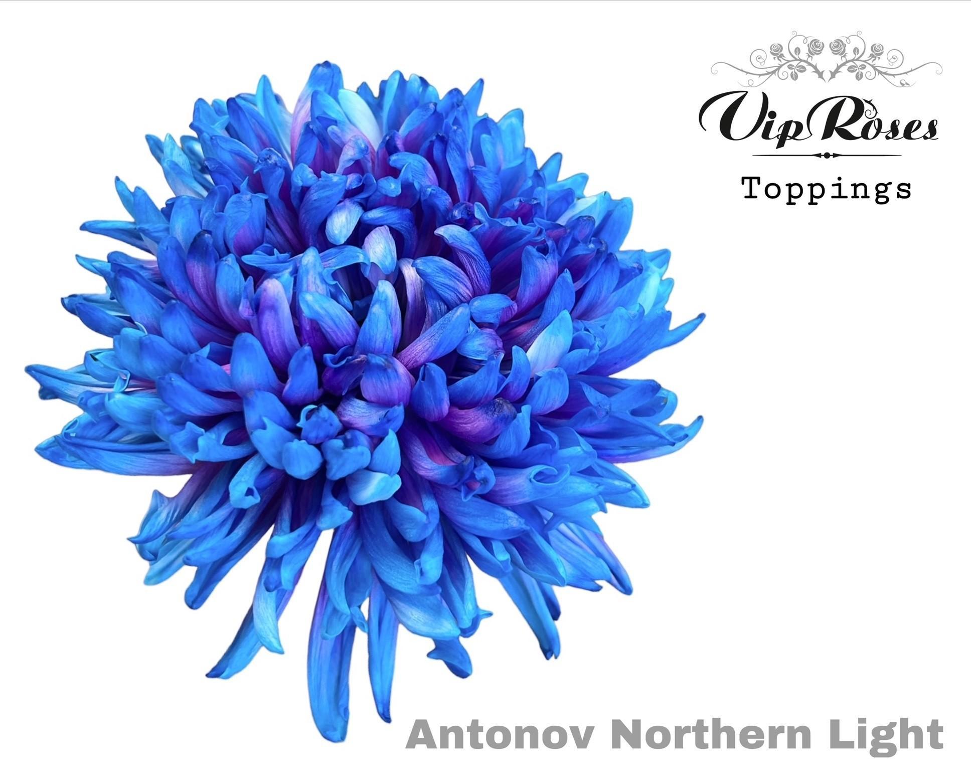 Срезанные цветы оптом Chrys bl paint antonov northern light от 20шт из Голландии с доставкой по России