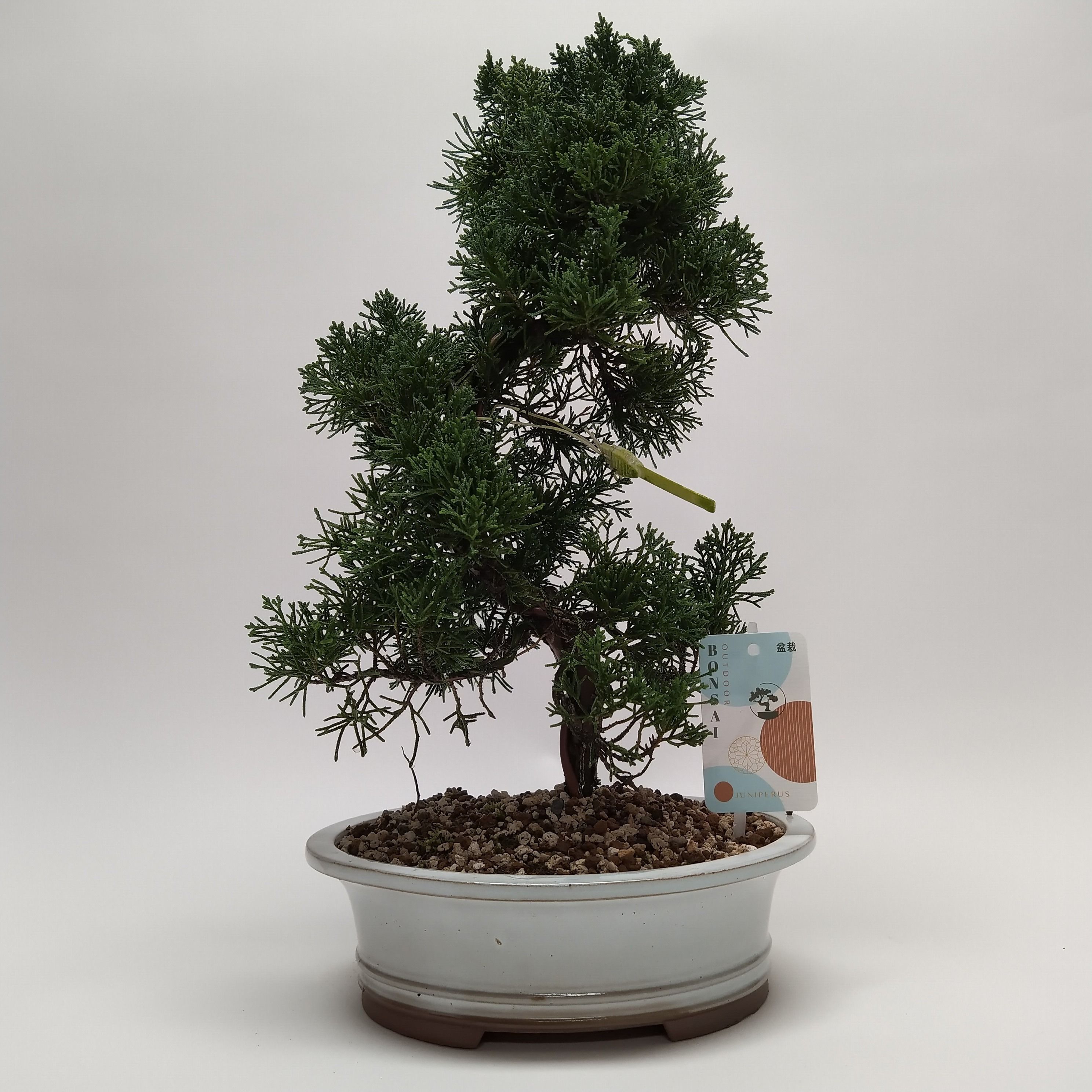 Горшечные цветы и растения оптом Bonsai Juniperus Kishu S-shape от 1шт из Голландии с доставкой по России