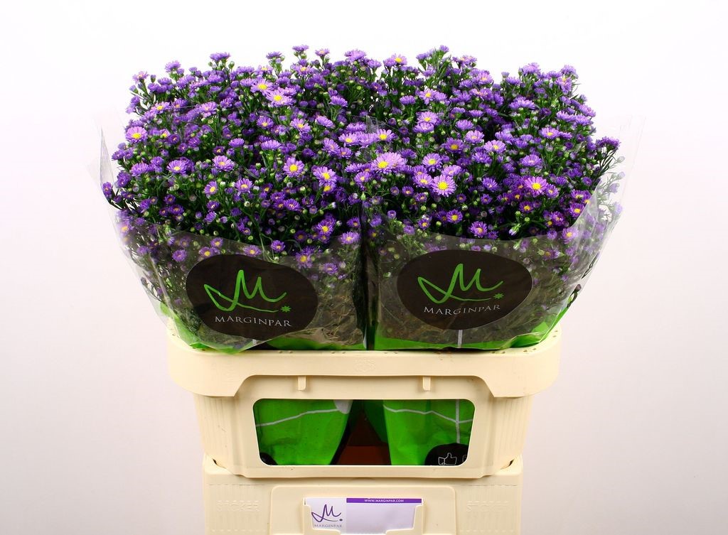Срезанные цветы оптом Aster teeny tiny blue от 100шт из Голландии с доставкой по России