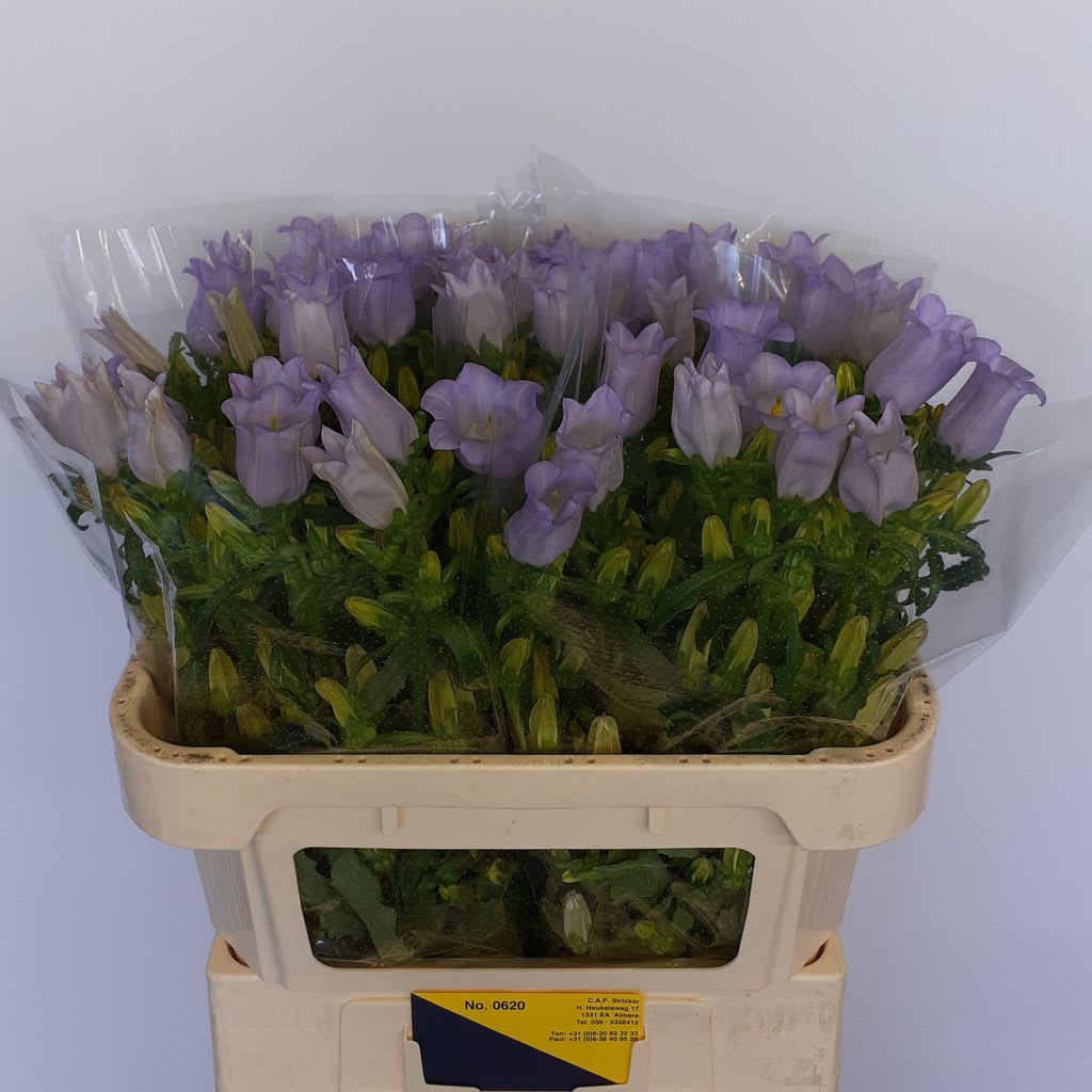 Срезанные цветы оптом Campanula medium champion lavender от 50шт из Голландии с доставкой по России