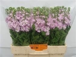 Срезанные цветы оптом Matthiola pink light от 60шт из Голландии с доставкой по России