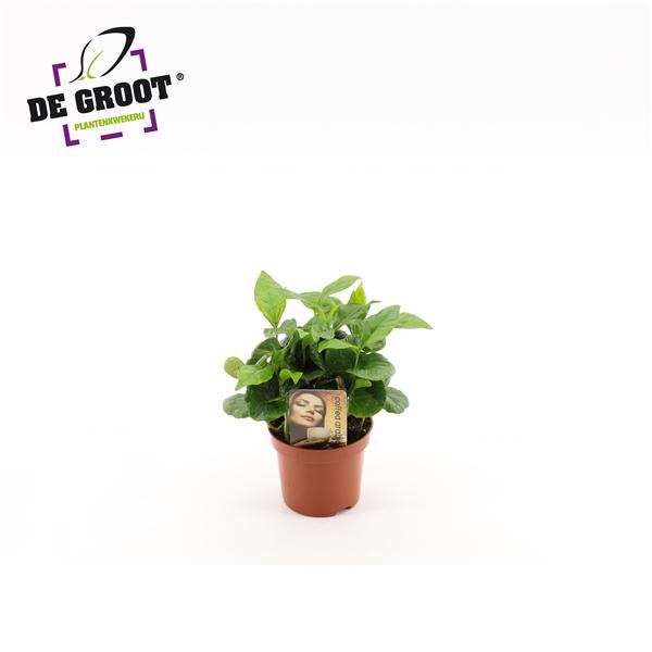 Горшечные цветы и растения оптом Coffea Arabica от 18шт (для телеги) из Голландии с доставкой по России