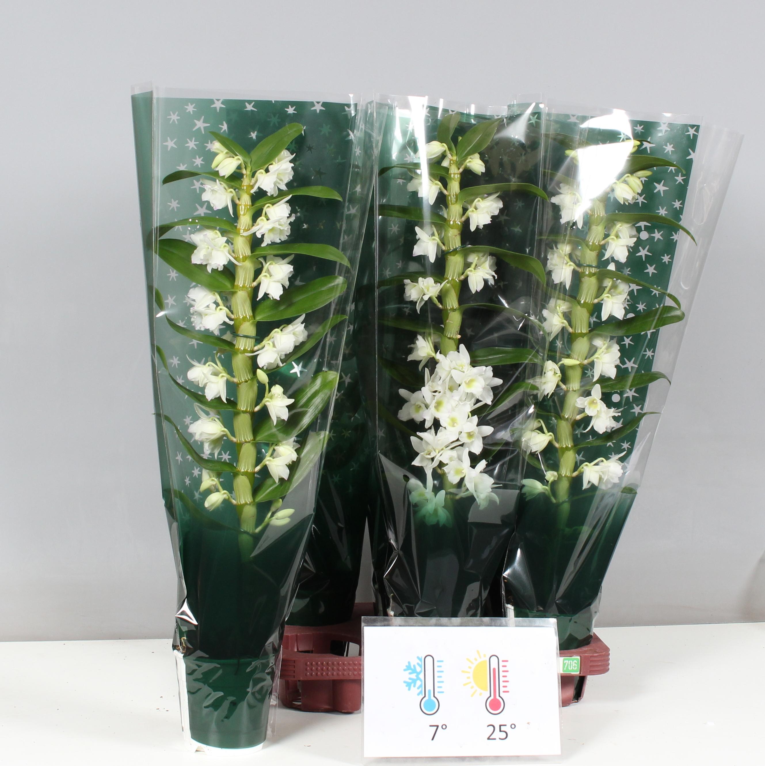 Горшечные цветы и растения оптом Dendr N Sc Apollon от 6шт из Голландии с доставкой по России