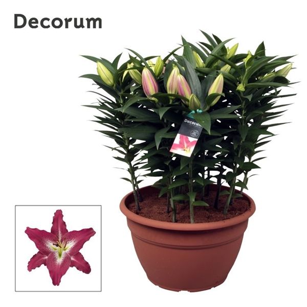 Горшечные цветы и растения оптом Lilium Or Entertainer Xl 15pp (decorum) от 1шт из Голландии с доставкой по России