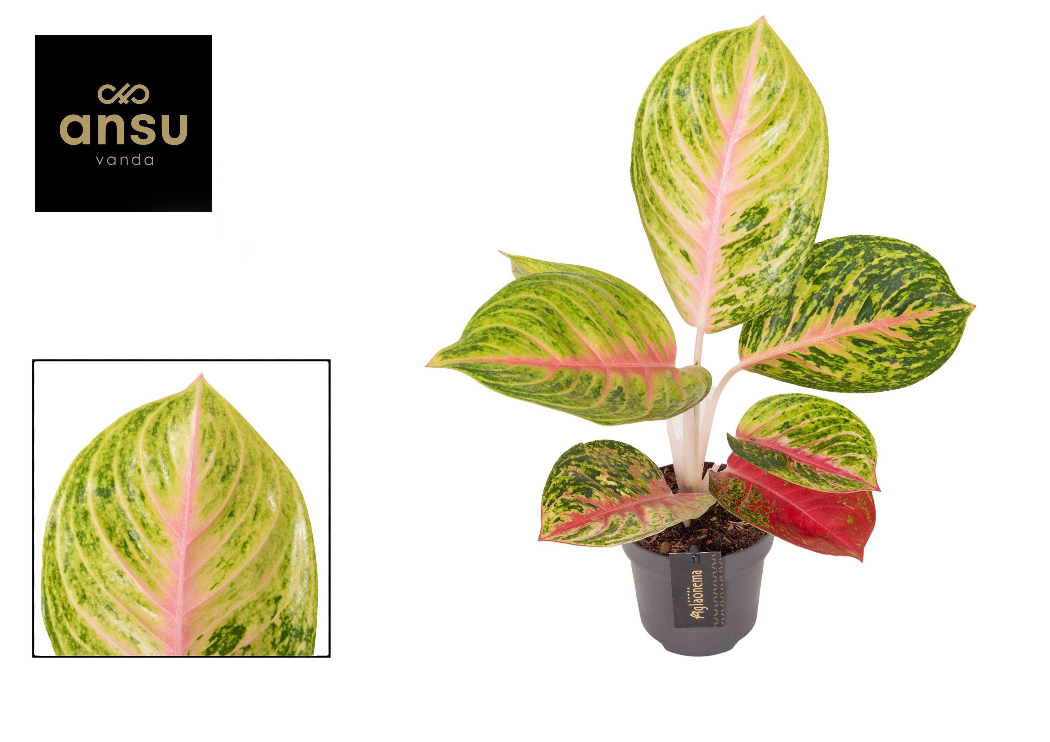 Горшечные цветы и растения оптом Aglaonema Grand Blossom от 6шт из Голландии с доставкой по России