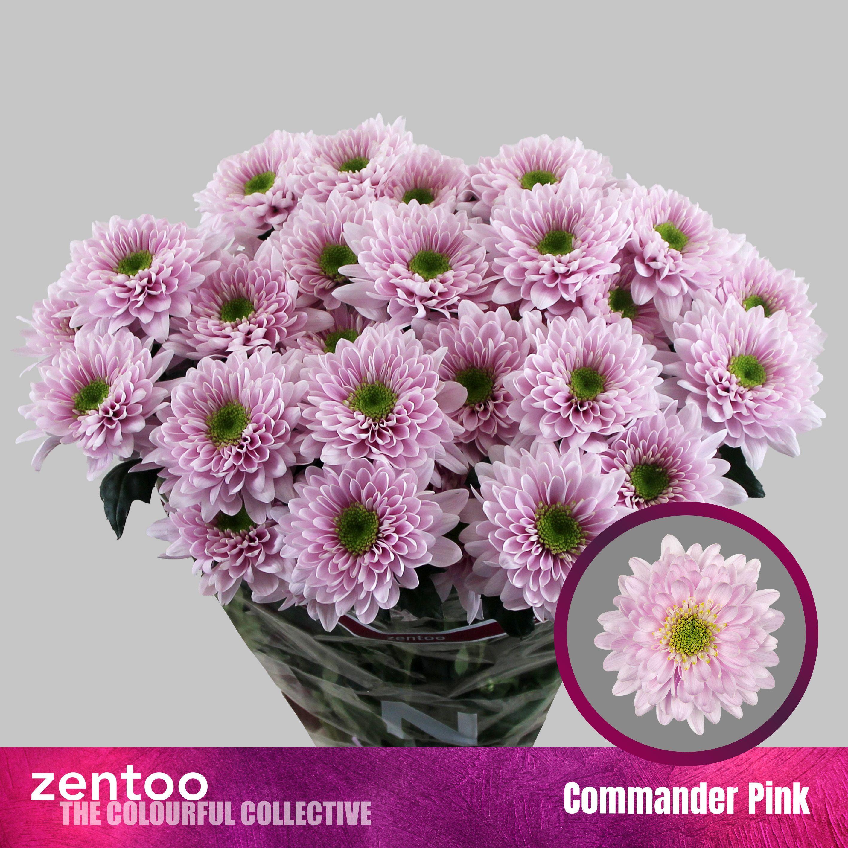 Срезанные цветы оптом Chrys sp commander pink от 80шт из Голландии с доставкой по России