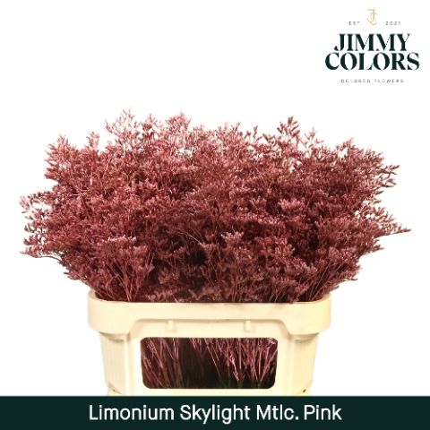 Срезанные цветы оптом Limonium paint metallic pink от 50шт. из Голландии с доставкой по России