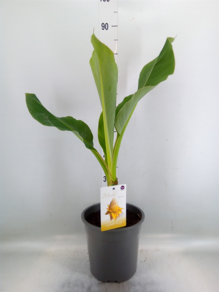 Горшечные цветы и растения оптом Musa Basjoo от 1шт из Голландии с доставкой по России